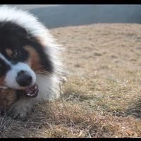 Pastore Australiano Black Tricolor per monta