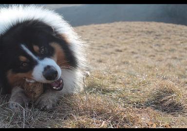 Pastore Australiano Black Tricolor per monta