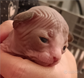 Cuccioli Sphynx