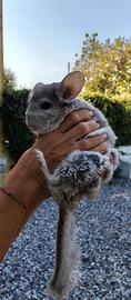Coppia di cincillà con la loro casa