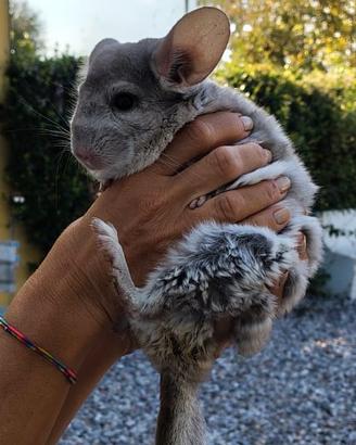 Coppia di cincillà con la loro casa
