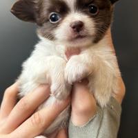 Chihuahua pelo lungo