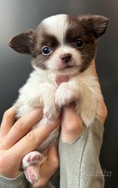 Chihuahua pelo lungo