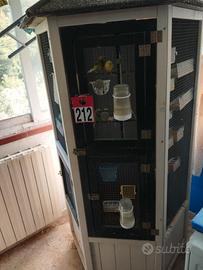 voliere più uccellini