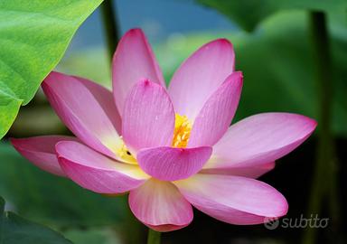 Piantina di lotus