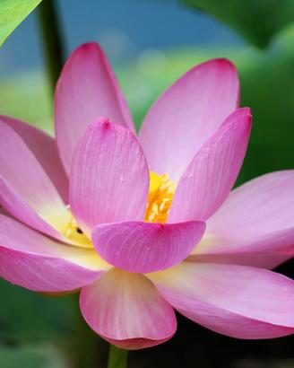 Piantina di lotus