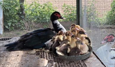 Anatroccoli anatra muta