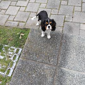 Cavalier king spaniel