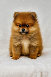 Meravigliosi Pomerania di taglia piccola