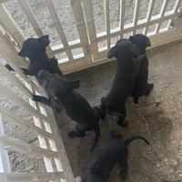 Cuccioli Pinscher di 5 mesi