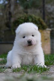 Akita americano cucciola