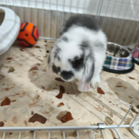 Coniglio minilop ariete