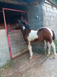 Puledro di 3 mesi Maschio