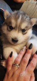 Cuccioli siberian husky enci