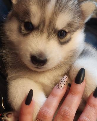 Cuccioli siberian husky enci