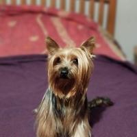 Yorkshire Terrier maschio per accoppiamento