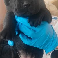 Labrador retriever
