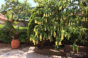 Casa vacanza Formia Gaeta 450 mt dal mare