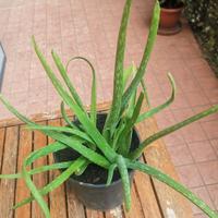 Pianta Aloe Vera