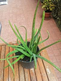 Pianta Aloe Vera