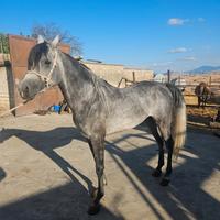 Cavallo arabo