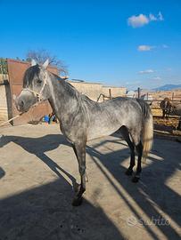 Cavallo arabo