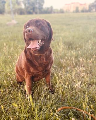 Labrador