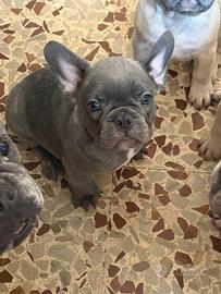 Bulldog francese