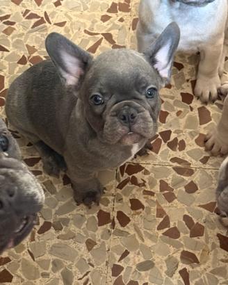 Bulldog francese
