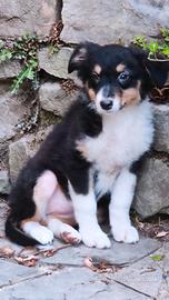 Australian shepherd cucciole recupero spese