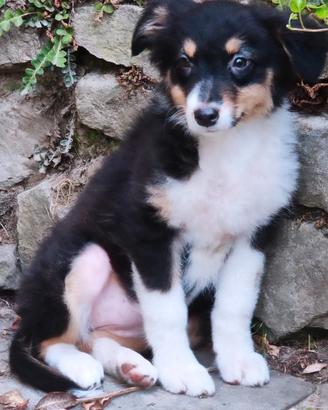 Australian shepherd cucciole recupero spese