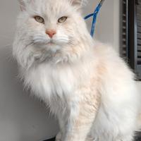 Maine Coon maschio x accoppiamento