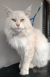 Maine Coon maschio x accoppiamento