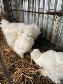Galline Moroseta
