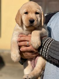 Cuccioli di Labrador con pedegree