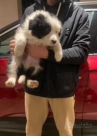 Border collie maschio con pedigree