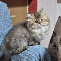 Gatto British Longhair