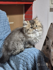 Gatto British Longhair