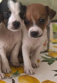 Jack russel