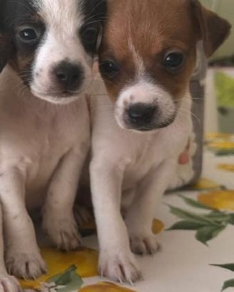 Jack russel