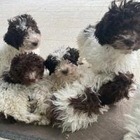 Cuccioli lagotto da tartufo