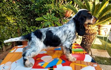 Cocker Spaniel tricolore