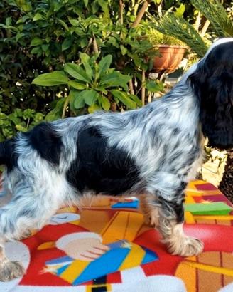 Cocker Spaniel tricolore