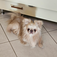Chihuahua stalloncino