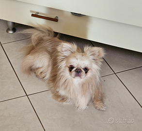 Chihuahua stalloncino
