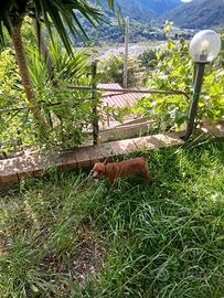 Scamb pinscher toy maschio