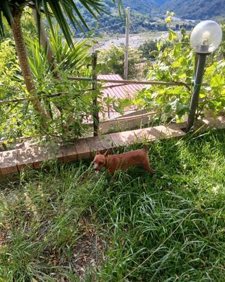 Scamb pinscher toy maschio