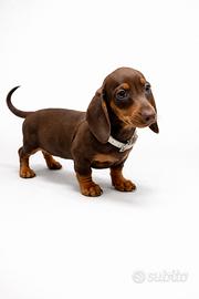 Bassotto cioccolato femmina