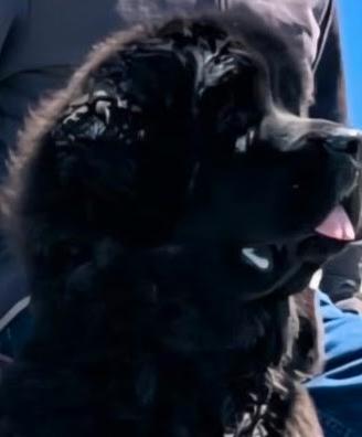 Cuccioli terranova