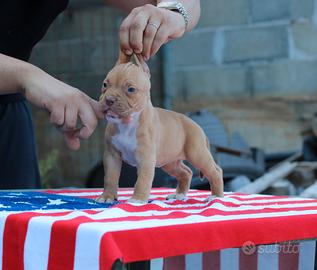 Pitbull UKC F